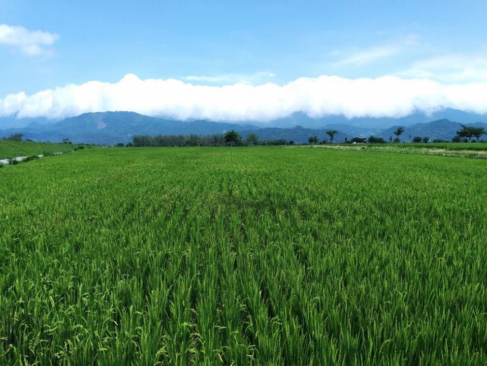 2018年5月，攝於台灣東部的水稻田區。